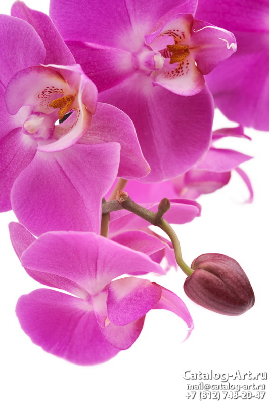 Pink orchids 61
